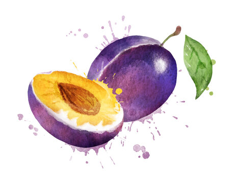 Watercolor vector illustration of plum