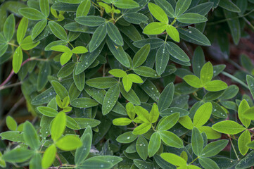 Fresh clover leaves with morning dew and water droplets