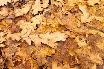 Autumn leaves: fallen oak leaves, the smell of the forest. Nature concept