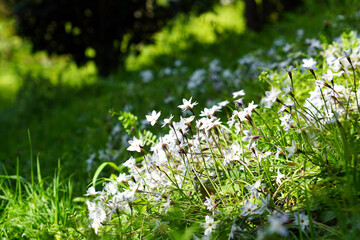 草むらに咲く白い花