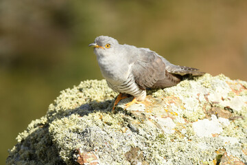 A cuckoo poses on the stone in spring