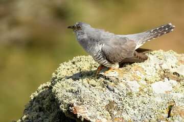 A cuckoo poses on the stone in spring