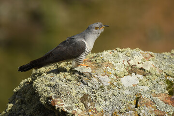 A cuckoo poses on the stone in spring