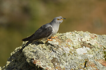 A cuckoo poses on the stone in spring