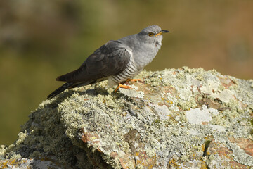 A cuckoo poses on the stone in spring