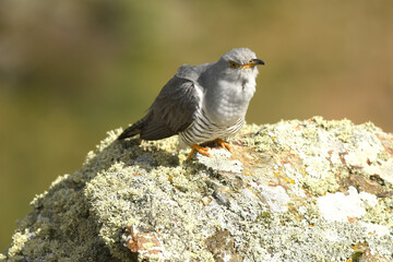 A cuckoo poses on the stone in spring
