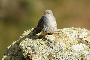 A cuckoo poses on the stone in spring