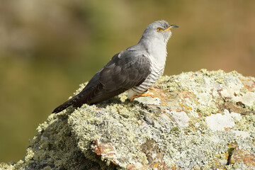 A cuckoo poses on the stone in spring