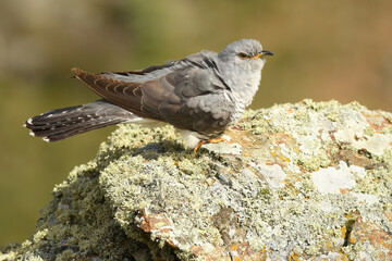 A cuckoo poses on the stone in spring