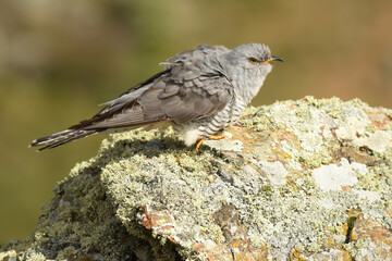 A cuckoo poses on the stone in spring