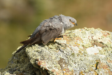 A cuckoo poses on the stone in spring