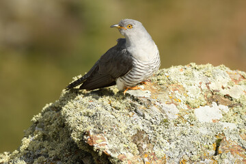 A cuckoo poses on the stone in spring