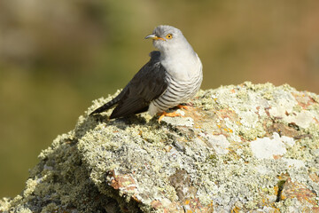 A cuckoo poses on the stone in spring