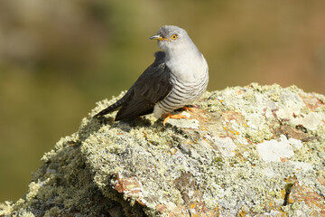 A cuckoo poses on the stone in spring