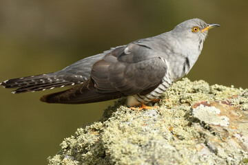 A cuckoo poses on the stone in spring