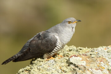 A cuckoo poses on the stone in spring