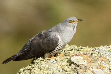 A cuckoo poses on the stone in spring