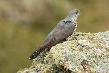 A cuckoo poses on the stone in spring