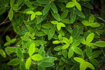 Fresh clover leaves with morning dew and water droplets