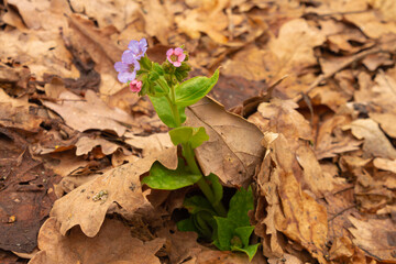 primrose lungwort on the background of oak foliage.Medicinal herbs