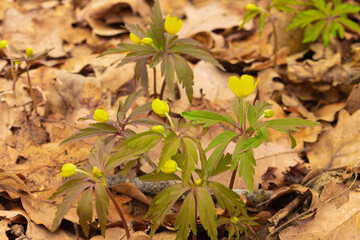 Buttercup caustic blooming in yellow against the background of fallen leaves