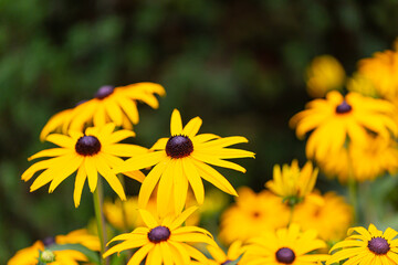 Yellow rudbeckia flowers in full bloom