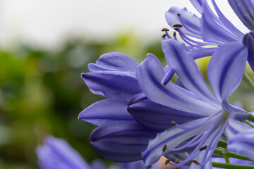 Close-up of blossoms of a blue african lily (agapanthus)
