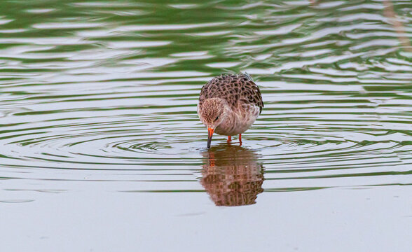 Bird in the water making ripples