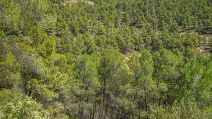 Bosque mediterr&aacute;neo de pinos en su linde con Castilla La Mancha