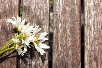 Obraz premium Chamomile. Bouquet of daisies on a wooden background. Chamomile in nature. Chamomile flowers I am in the sunlight. Flowers. The bouquet is located on the left. Copy space. Top view. Flat lay.
