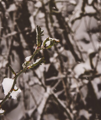 branch of a tree