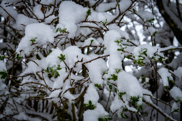 snow covered branches of tree