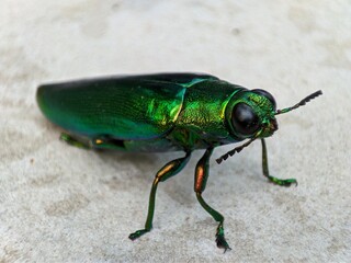 Green bug on the ground