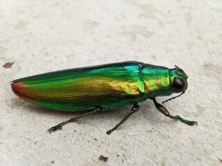 Green bug on the ground