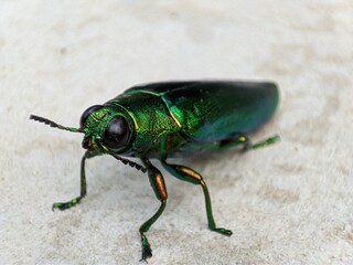 Green bug on the ground