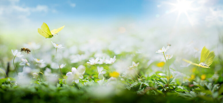 Art beautiful Spring nature blurred background; white spring flower and fly butterfly against evening sunny sky;