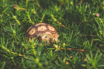 sulcata tortoise walking and eating  grass.