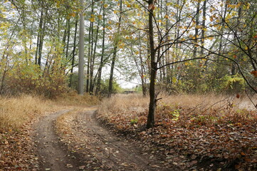 autumn in the forest.Eastern Europe