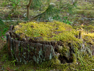 Moss growing on a stump