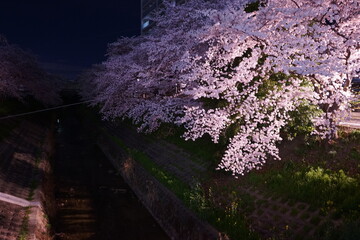 日本 奈良県 佐保川 桜並木 夜景