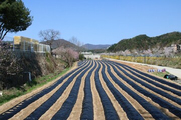 Planted field with rows covered in black plastic to prevent weed growth, in Korean countryside