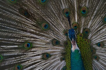 Portrait of blue peafowl with colourful feathers in the background in Philippines