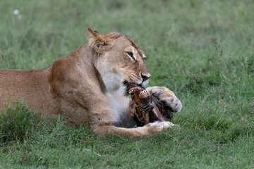 lioness in the grass with her kill