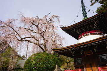 Yoshinoyama sakura cherry blossom and Katte  Shrine. Mount Yoshino in Nara, Japan's most famous...
