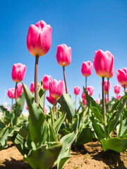 Pink tulips