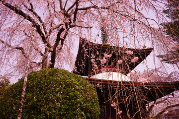 Yoshinoyama sakura cherry blossom and Katte  Shrine. Mount Yoshino in Nara, Japan's most famous...