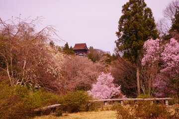 Yoshinoyama sakura cherry blossom and Yoshimizu Shrine. Mount Yoshino in Nara, Japan's most famous cherry blossom viewing spot - 日本 奈良県 吉野山 桜 吉水神社