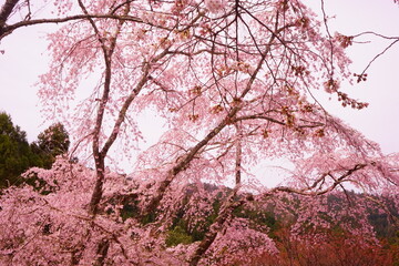 Obraz na płótnie Canvas Yoshinoyama sakura cherry blossom . Mount Yoshino in Nara, Japan's most famous cherry blossom viewing spot - 日本 奈良 吉野山 桜 