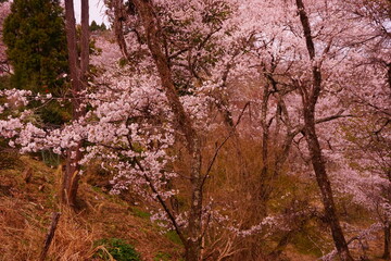 Yoshinoyama sakura cherry blossom . Mount Yoshino in Nara, Japan's most famous cherry blossom viewing spot - 日本 奈良 吉野山 桜  