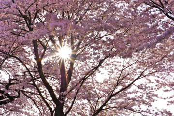 桜と太陽